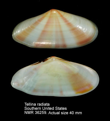 Tellina radiata.jpg - Tellina radiataLinnaeus,1758